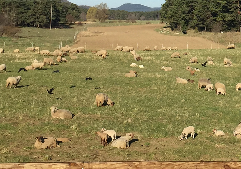 Moutons au près dans la plaine alt.1250m